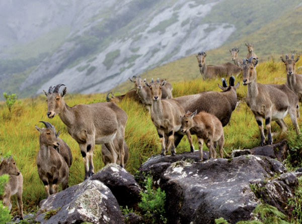 Sheep | Ameliya Safaris